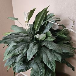 Artificial plant