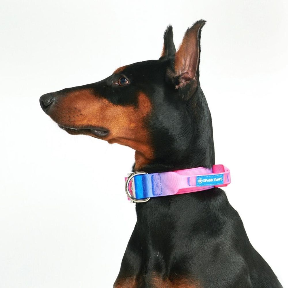 Spark paws 1.5” Martingale Comfort Dog Collar New