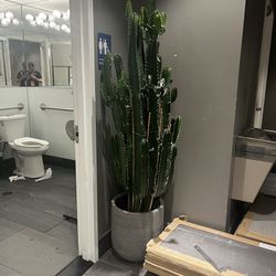 Big Cactus Plant