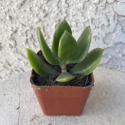 2 Inch Pot Succulent Plant - Crassula Ovata Light -  Lemon Jade - Rooted & Established - Drought Resistant 🪴 Great Baby Shower or Wedding Favors