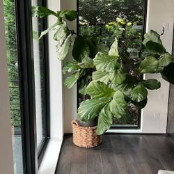 Fiddle Leaf Fig