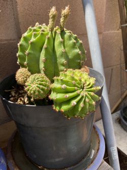 Cactus