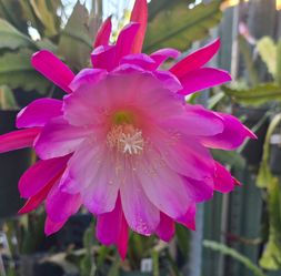 Flying Silk Epiphyllum Cutting