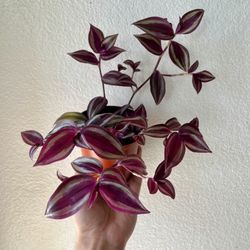 Tradescantia Zebrina 