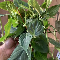 Philodendron Micans Indoor Plants 