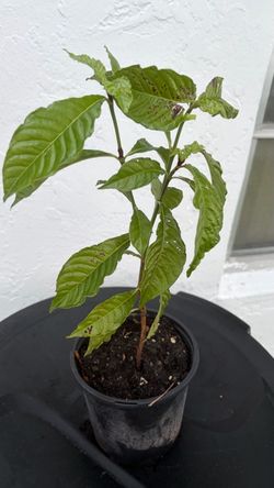 Potted Green Plant-Coffee Plant