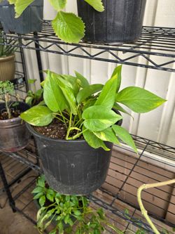 Pothos plant