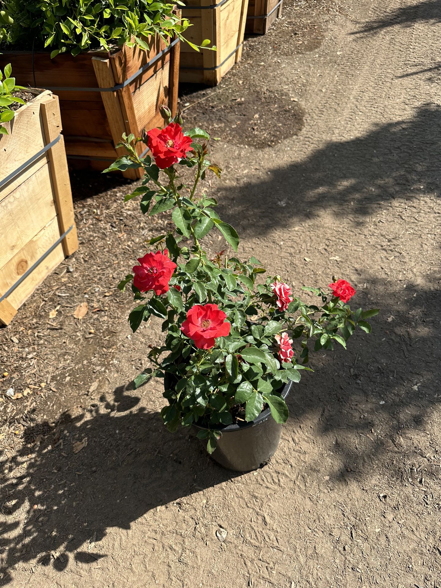 Red Iceberg Rose Bush