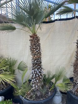 Mediterranean Palm Tree 