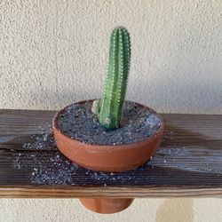 Cactus In Pot 