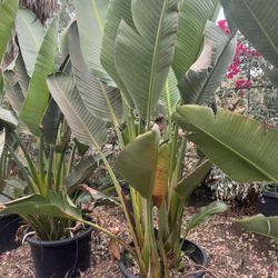 Giant Bird Of Paradise 25gallon
