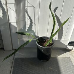 Dragon Fruit