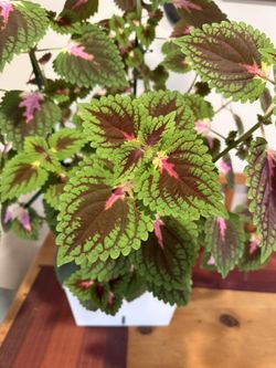 Large Coleus Plant