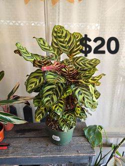 Calathea Makoyana