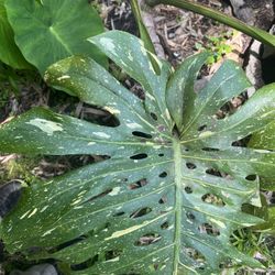Large Variegated Monstera Thai Constellation Plant Cutting (pls Read Description Below)