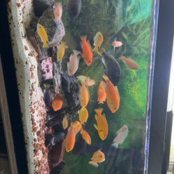 Fish Tank