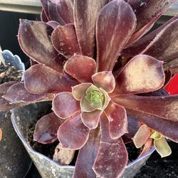 Tree Aeonium  AKA Irish Rose, Black Rose 