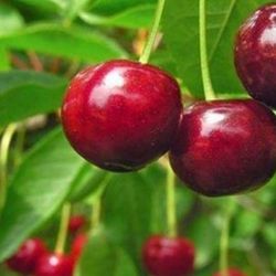 Sweet Southern Cherry Fully Grown Plant