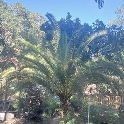 Canary Palm Sale! $300 Per Ft. Of Trunk🌴