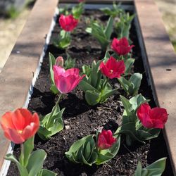 Organic Potting soil