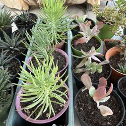 Succulents 