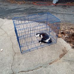 Dog C 