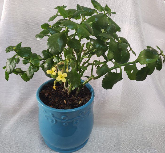 Yellow Flowered Kalanchoe In A Blue Pot