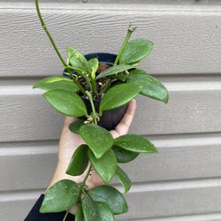 4” hoya diptera