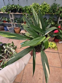 Epipremnum amplissimum 'Variegated'