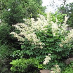 Goats Beard Perennial Shrub - PENDING