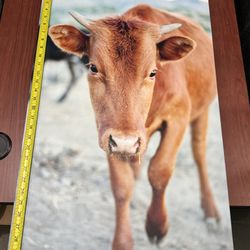 Cow Canvas Print
