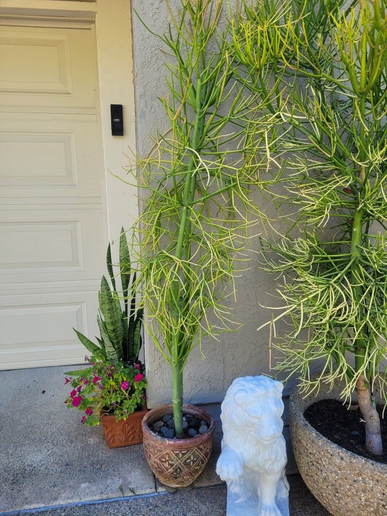 5ft Fire Stick Succulent Plant Tree In Ceramic Pot