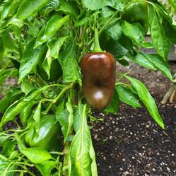 Organic Sweet Chocolate Pepper Seeds And Plants! 2026 SEASON EARLY RELEASE! Available now!