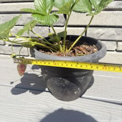Organic Strawberries Plants