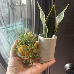 Artificial Small Succulent Plants
