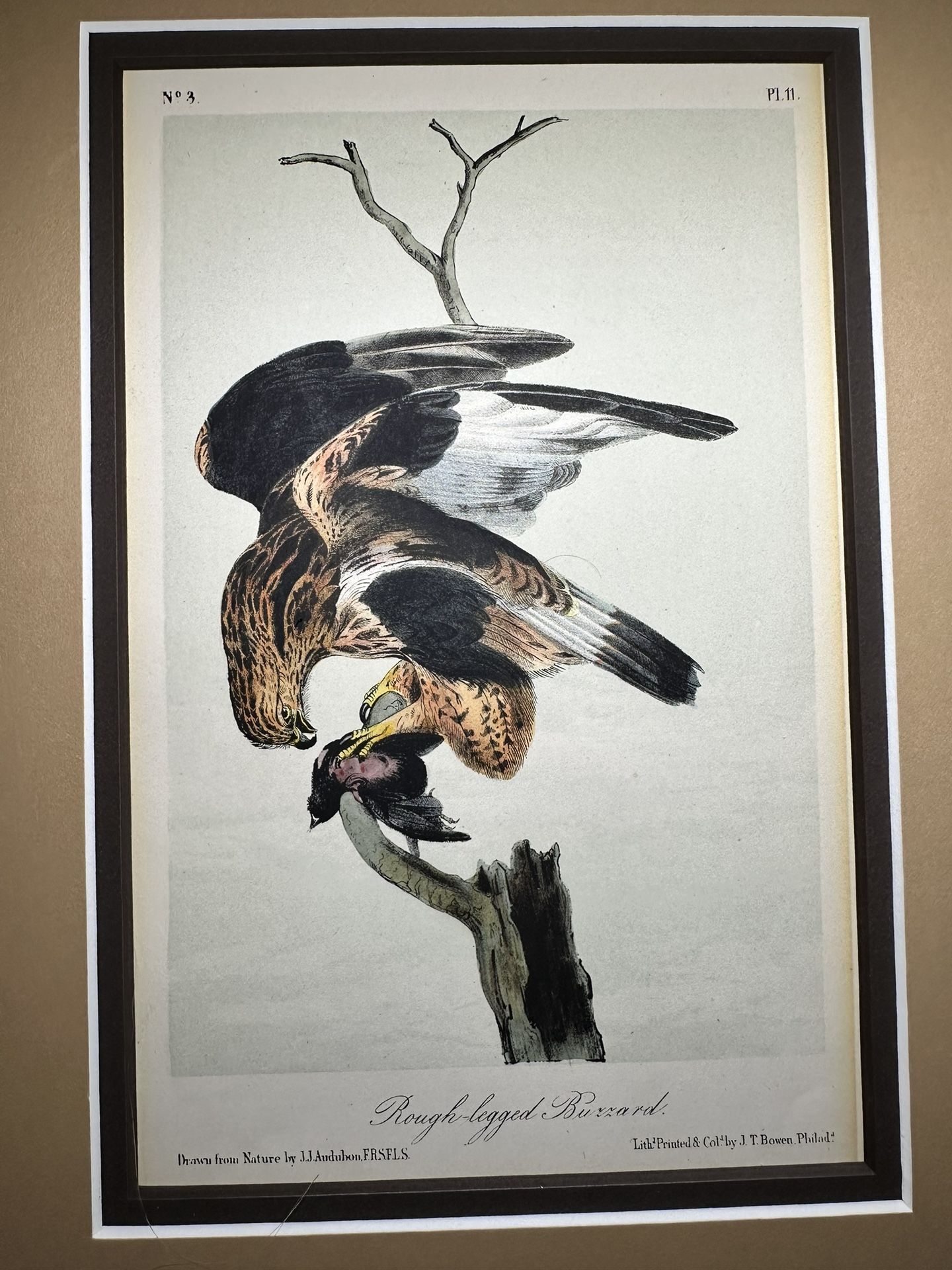1950s John James Audubon American Rough Legged Hawk