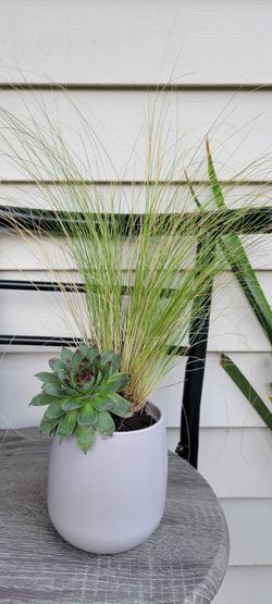 Beautiful Gift Idea: Live Plants In A Ceramic Pot 