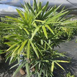Lady palms  available  all sizes ask for prices  