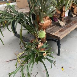 Stag horn Plant On Reclaimed Wood