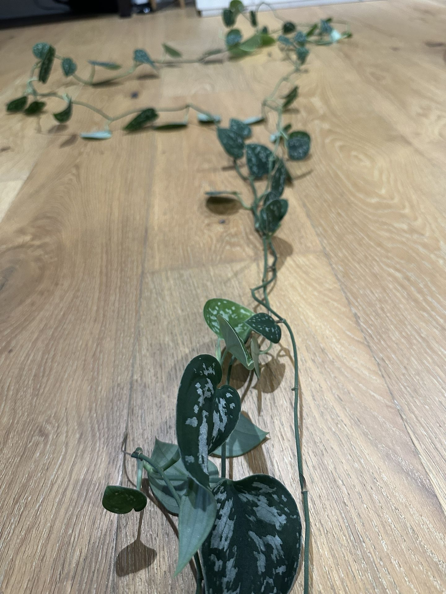 scindapsis Plant Over 10 Ft Trailing Multiple Plants In Pot