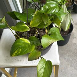 Pothos Plant