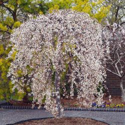 Snow Fountains Weeping Cherry - 3-4 ft