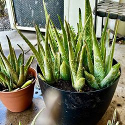 Aloe Vera And Other Succulents 