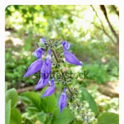 Indian Coleus Cuttings