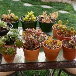 Succulents  $7 each