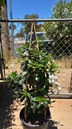 Brazilian jasmine