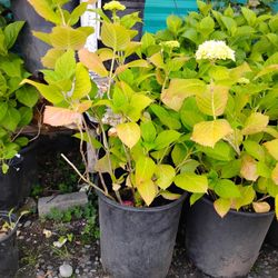 Large Hydrangea Plant