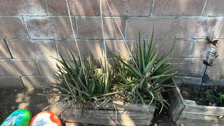 ALOE VERA FOR SALE