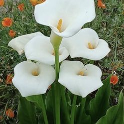 6 Inch Pot Succulent Plant - WhiteCalla Lily - Zantedeschia Aethiopica - Rooted & Stablished - Drought Resistant - 🪴 