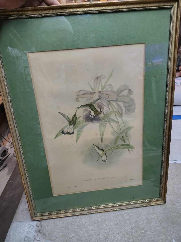 Gould Hummingbirds, Pl. 300, White-tailed Emerald